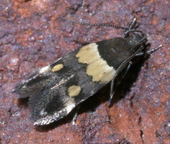 Triclonella determinatella