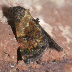 Tripudia balteata
