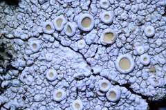 Ochrolechia subpallescens image