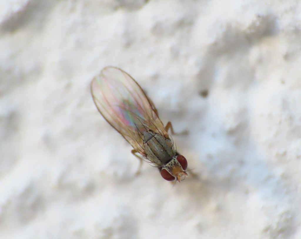 Trixoscelis frontalis