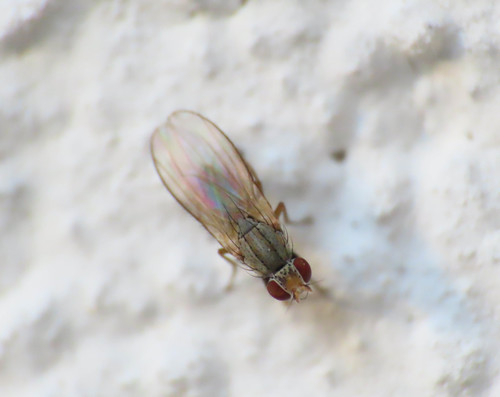 Trixoscelis frontalis