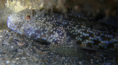 Checkerboard Frillfin Goby photo 3