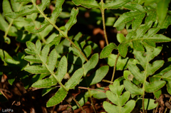 Pleopeltis thyssanolepis