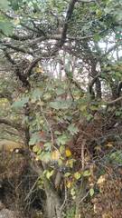 Crataegus pentagyna