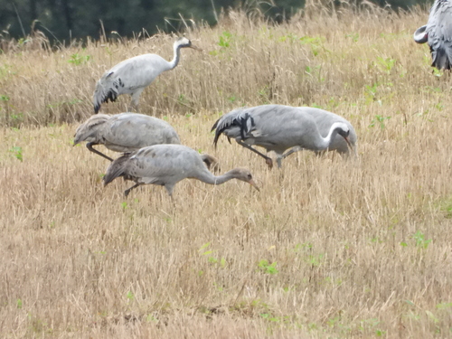 Common Crane