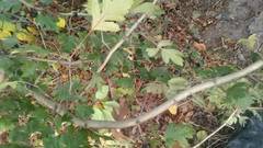 Crataegus pentagyna