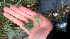 Crataegus pentagyna