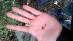 Crataegus pentagyna