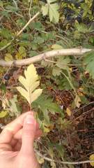 Crataegus pentagyna