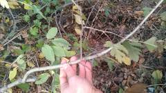 Crataegus pentagyna