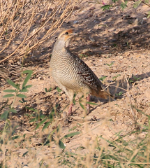Ortygornis pondicerianus