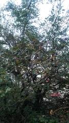 Crataegus pentagyna