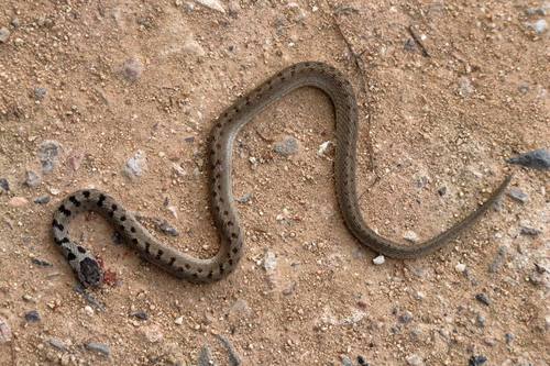 Mexican Brown Snake
