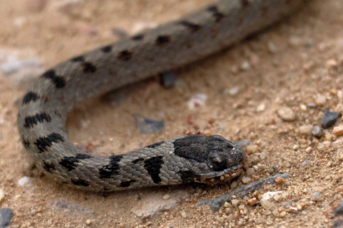 Mexican Brown Snake