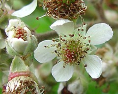 Rubus rubristylus