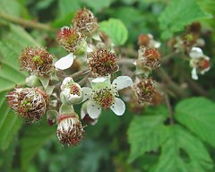 Rubus rubristylus