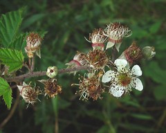 Rubus rubristylus