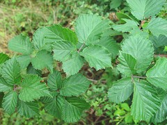 Rubus rubristylus