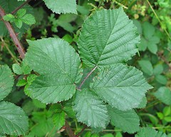 Rubus rubristylus