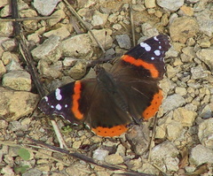 Vanessa atalanta