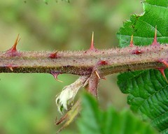 Rubus rubristylus