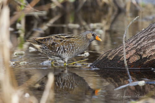 Spotted Crake