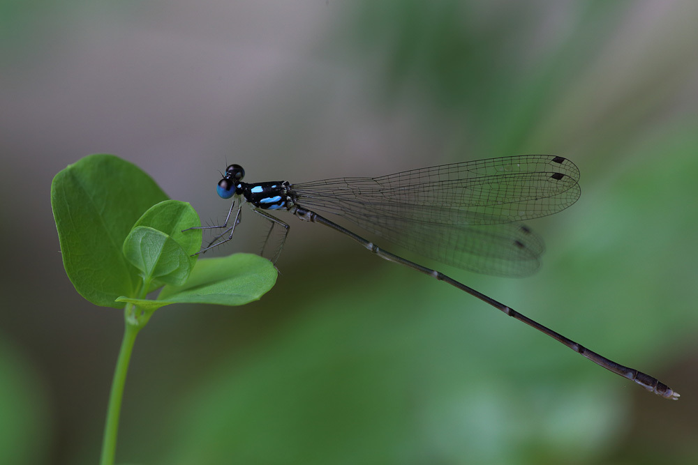 Coeliccia albicauda