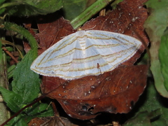 Orthocabera sericea