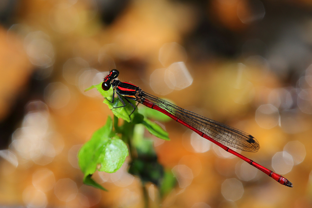 Calicnemia chaseni