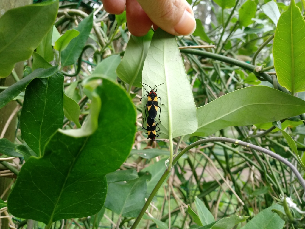 Oncopeltus varicolor varicolor