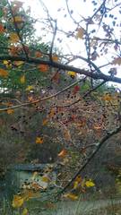Crataegus pentagyna