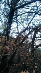 Crataegus pentagyna