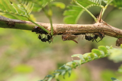 Oxyrhachis