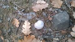 Helix albescens