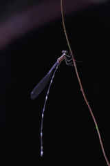 Protosticta foersteri