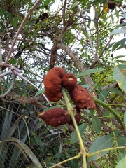 Ravenelia platensis