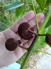 Ravenelia platensis