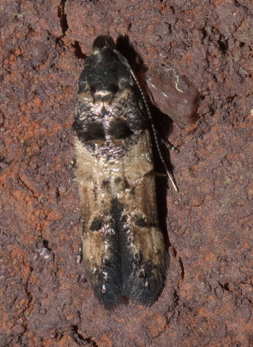Sweet Clover Root Borer Moth photo 5