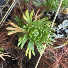 Saxifraga moncayensis