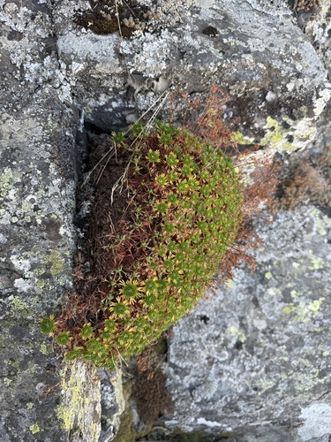 Saxifraga moncayensis, photograph 1