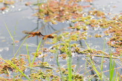 Hydrobasileus croceus