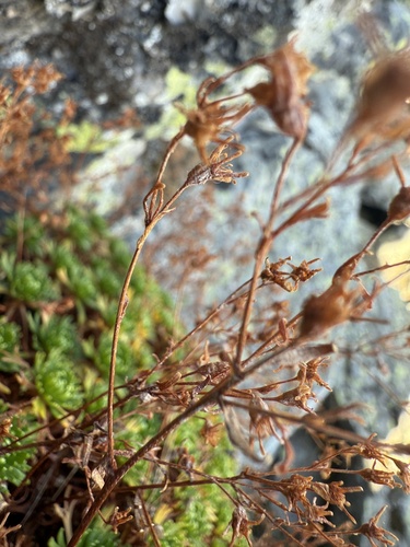 Saxifraga moncayensis, photograph 2