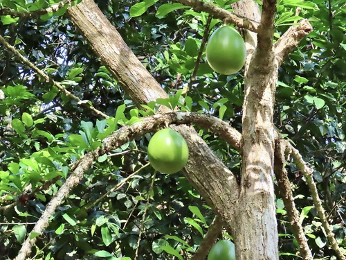 Crescentia cujete