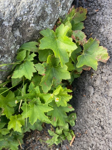 Hairy Alumroot (Heuchera villosa)