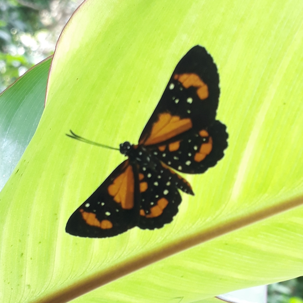 Stalachtis susanna