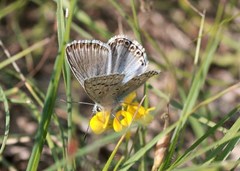 Polyommatus hispana