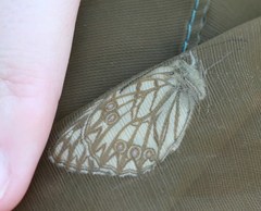 Melanargia occitanica