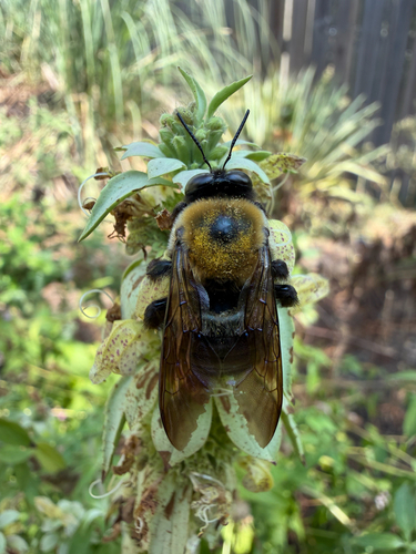 Eastern Carpenter Bee photographed in South Carolina