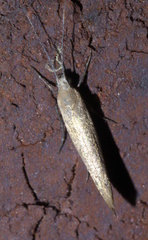 Ypsolopha unicipunctella