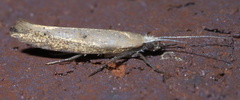 Ypsolopha unicipunctella